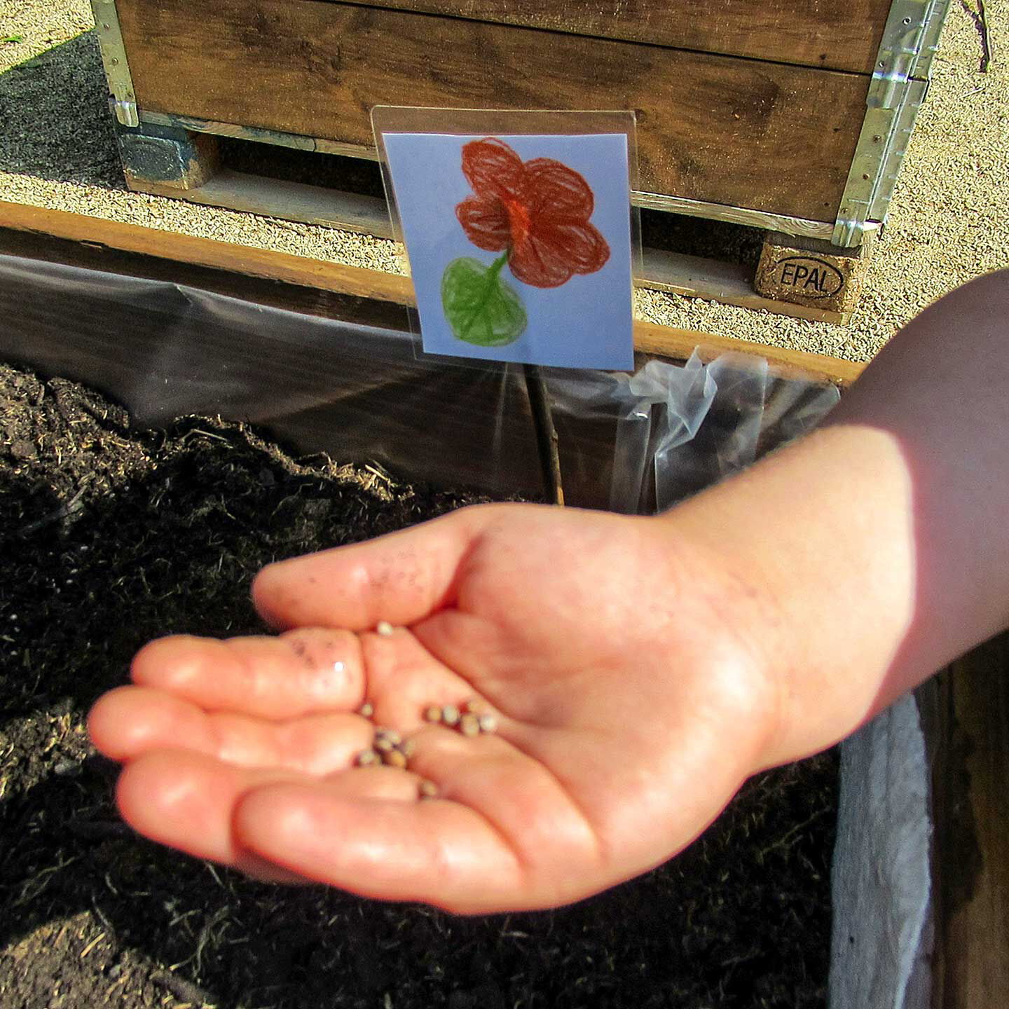 Ein Kleinkind hält Blumensamen in der Hand und es werden Samen in mehrere Hochbeete gepflanzt.